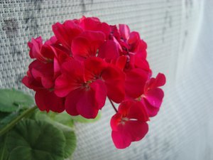 DSC03944.JPG