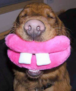 funny-dog-smile_.jpg