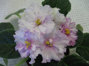 Изображение 157 (Копировать).jpg