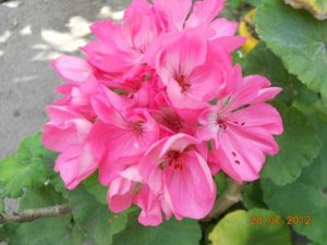 DSCN5179.JPG