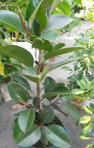 DSCN5185.JPG