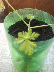 пеларгония 6.jpg