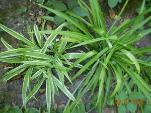 DSCN5194.JPG