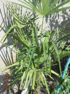 DSCN5187.JPG