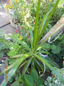 DSCN5238.JPG