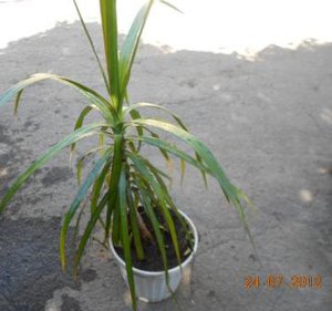 DSCN5232.JPG