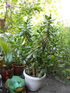 DSCN5244.JPG