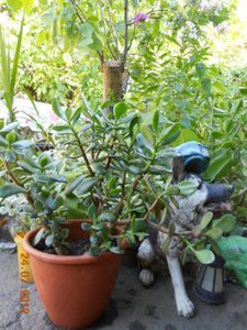 DSCN5245.JPG