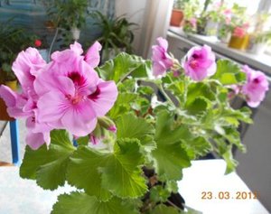 DSCN2989.JPG