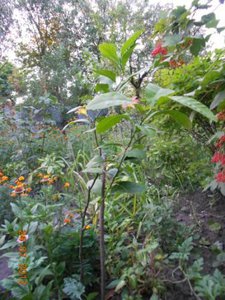 DSCN5249.JPG