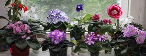 IMG_5004-1-800.jpg