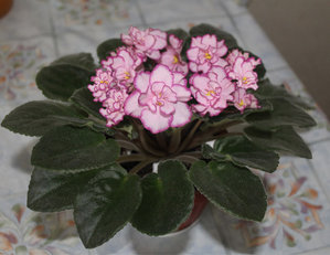 IMG_2036-на конкурс 700 пикс.jpg