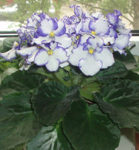 P6120053-5.jpg