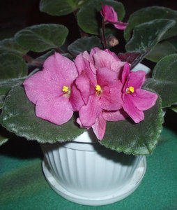 PA180011-2.jpg