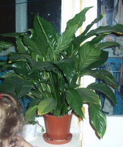 PB140002-1-800.jpg