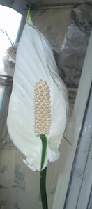 P4250046-1-400.jpg