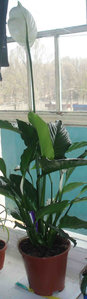 P4250038-1-250.jpg