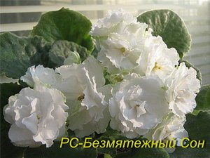 1b7e4a566dd9.jpg