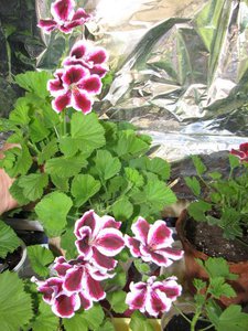 IMG_3160.jpg