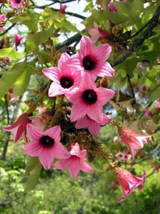 390651_090730030908_Brachychiton_discolor6[1].JPG