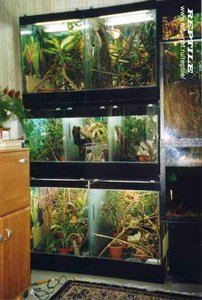 185-2337868-terrarium[1].JPG