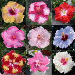 hibiscus_rosasinensis[1].jpg