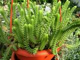 crassula_licopodioides_purpusii-s[1].jpg