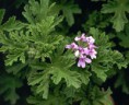 PelargoniumGraveolens[1].jpg