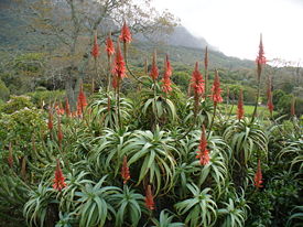 275px-Aloe_arborescens_Compton[1].JPG