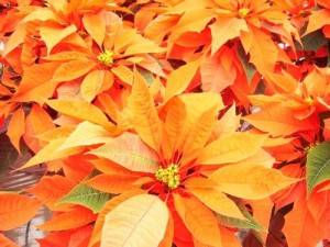 orangies-300x225[1].jpg