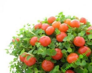 fd85f0ed50a4849e[1].jpg