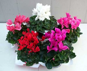 cyclamen_480[1].jpg