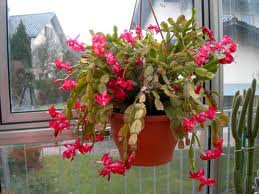 cactus[1].jpg