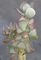 Crassula_arborescens[1].jpg