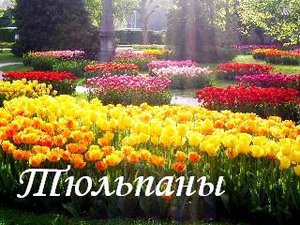40590257_00000011464(2)[1].jpg