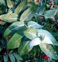 20090810_234516_Eucalyptus2[1].jpg