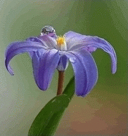 hionodoksa_2[1].gif