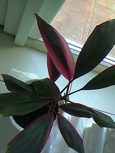IMG0030A.jpg