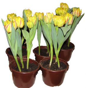 tulips_trio_pot[1].jpg