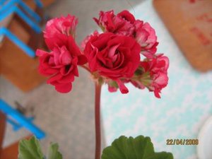IMG_5391.jpg