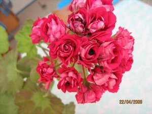 IMG_5392.jpg
