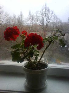 пеларгония 1.jpg