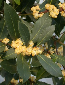 laurel[1].jpg