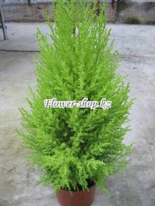 rast_image064[1].jpg