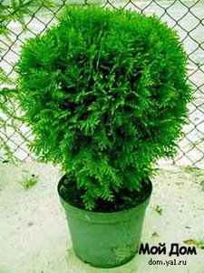 8bd0793b990e[1].jpg
