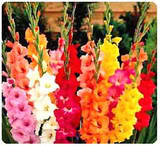 th_gladiolus[1].jpg
