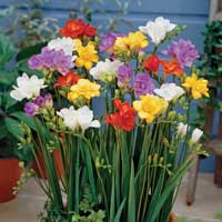 thumb_Freesia_double[1].jpg