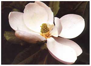 magnolia[1].jpg