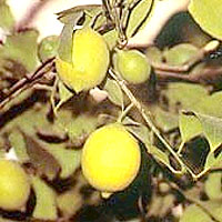limon[1].jpg