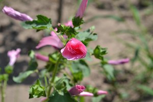 DSC_0018.JPG